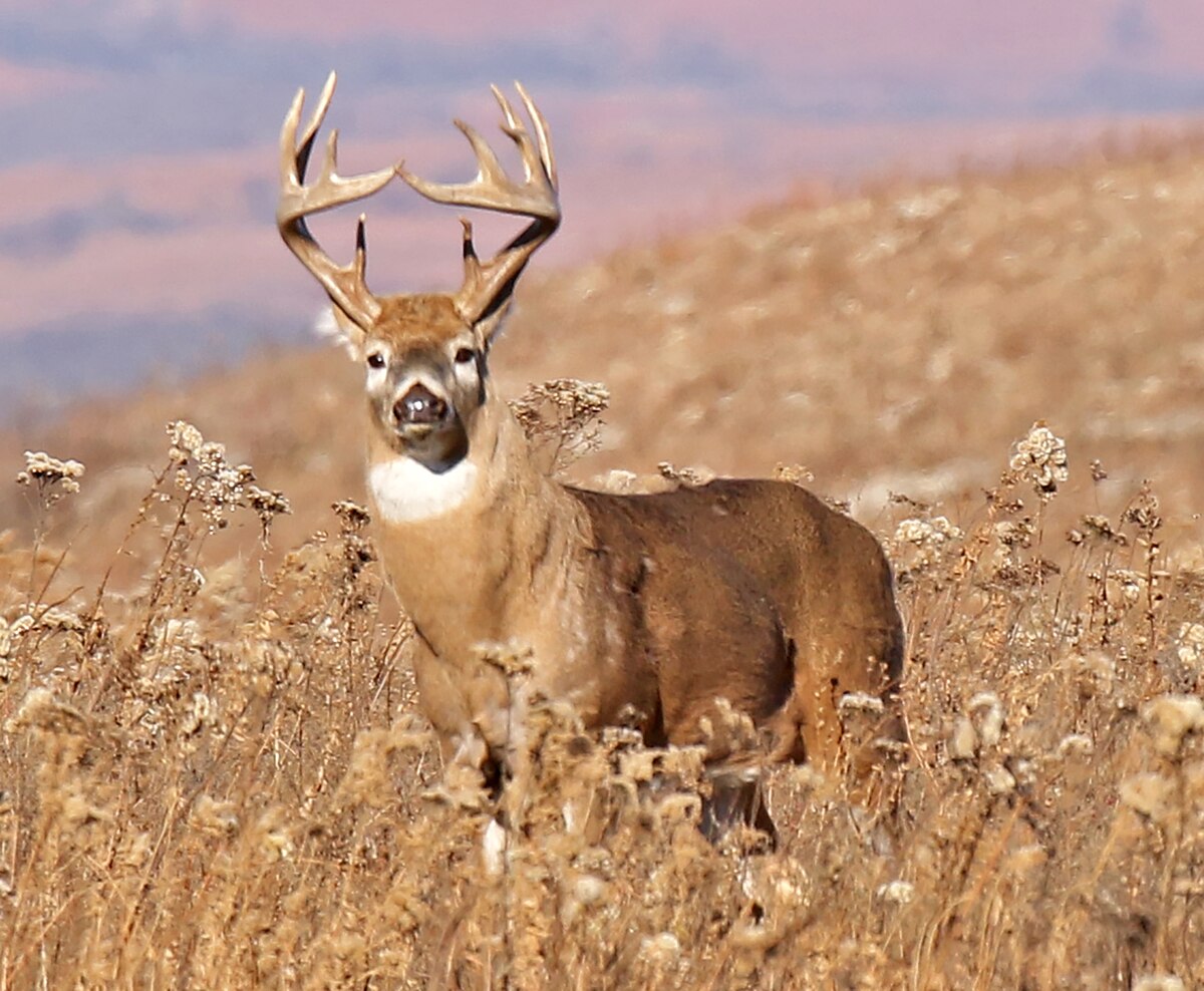 Odocoileus virginianus