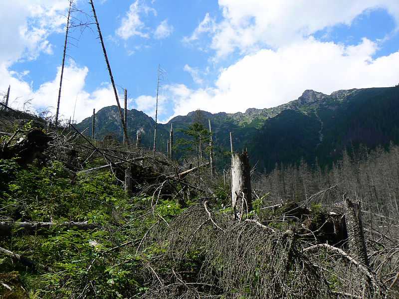 File:Widok na Tatry ze szlaku Doliny Roztoki.jpg