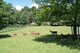 Park Dzikiej Przyrody Langenberg Hirsche.jpg