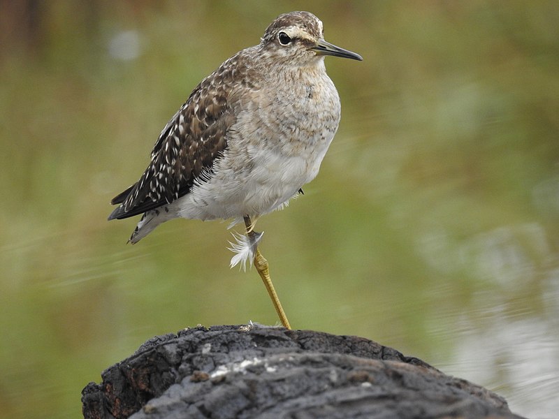 File:Wood sandpiper (Tringa glareola) പുള്ളിക്കാടക്കൊക്ക് 51.jpg