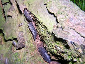 Woodlice in tree bark.jpg