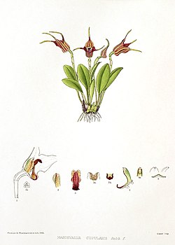 Woolward - The Genus Masdevallia - Masdevallia cupularis.jpg