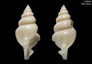 <i>Xanthodaphne leptalea</i> Species of gastropod