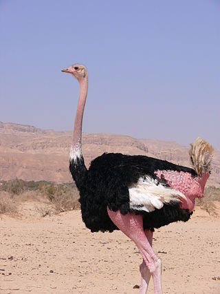 <span class="mw-page-title-main">North African ostrich</span> Subspecies of bird