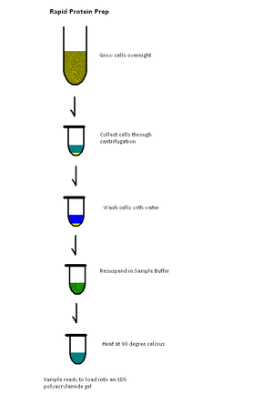 Diagram of the steps for the Rapid Protein Prep protocol