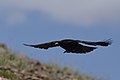 * Nomination Yellow-billed chough in flight coming down to land, Pin Valley, Spiti, Himachal. Elev. 3,900m (12,795') --Tagooty 09:41, 13 September 2020 (UTC) * Promotion Good quality. --Moroder 03:35, 21 September 2020 (UTC)