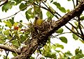 Yellow-footed Green Pigeon Treron phoenicoptera nest by Dr. Raju Kasambe (3).jpg