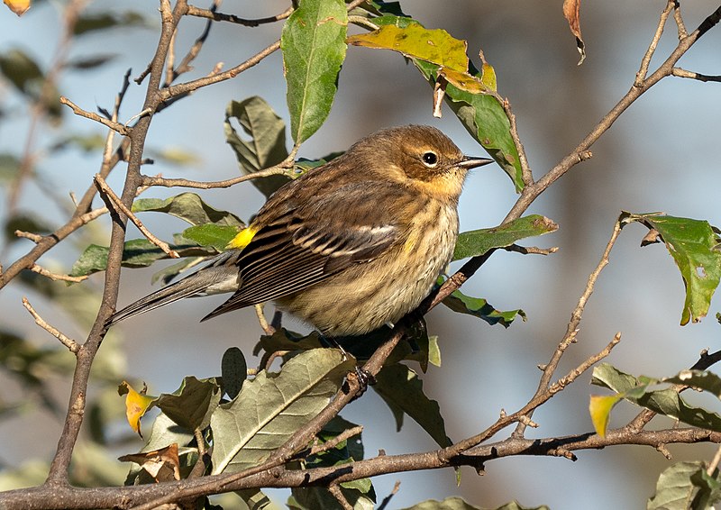 File:Yellow-rumped warbler at JBWR (11939).jpg