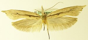 Ypsolopha mucronella.jpg