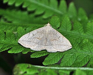 <i>Zanclognatha pedipilalis</i> Species of moth