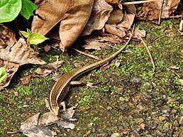 Zonosaurus madagascariensis