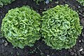 * Nomination leaf salads of the variety Lollo Rosso in open-air cultivation --Augustgeyler 15:15, 18 February 2023 (UTC) * Promotion Good quality. --NorbertNagel 17:33, 18 February 2023 (UTC)
