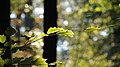 "Altweibersommer" im Küchwald - Chemnitz - panoramio.jpg