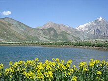 Des fleurs jaunes au premier plan, un petit lac au second plan, des montagnes avec une végétation rase, des éboulis et quelques névés en arrière-plan, ciel dégagé.