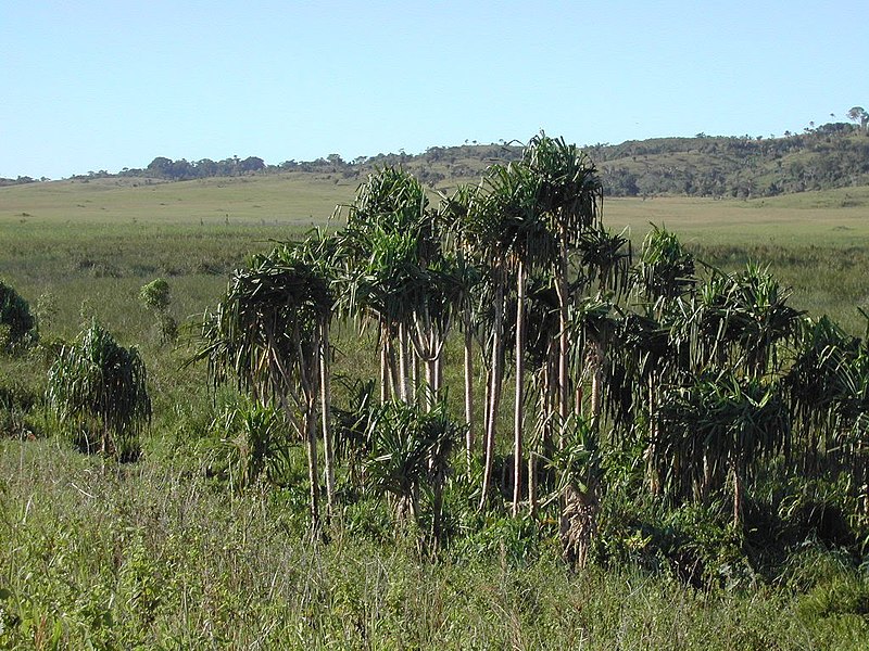 File:'O-swamp' freshwater spring-fed wetland near Los Palos with Typha reedbeds, sedge and some Pandanus 3.jpg