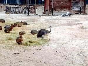 Convivencia en cautiverio de Dolichotis patagonum y ñandúes