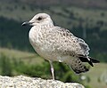 Larus vegae mongolicus