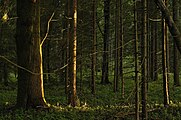 Bosque Okovsky en el área de los tramos superiores del Dnieper.jpg