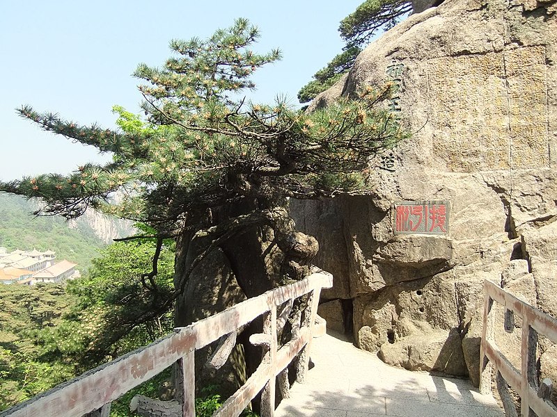 File:接引松 - Leading Pine - 2010.05 - panoramio.jpg