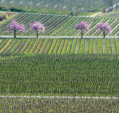 Mandelbäume am Weinberg Almond trees at the vineyard