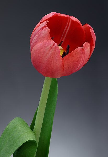 File:02 Small red tulip.jpg