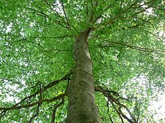 Hêtre à grandes feuilles, Fagus grandifolia.