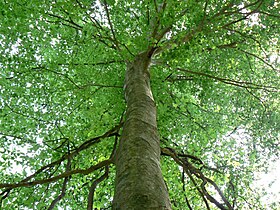 Fagus grandifolia (American Beech)