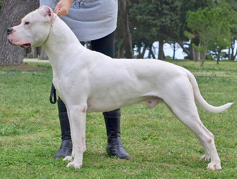 File:0Dogo-argentino-22122251920.2.jpg