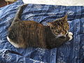 Seekor kucing kalibi muda, atau disebut juga tabi belang tiga.