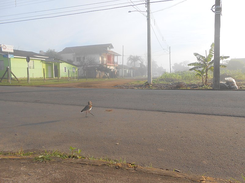 File:11 de julho de 2015 - Rua Henrique Dias - Ivoti, Rio grande do Sul, Brasil.jpg