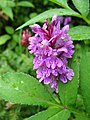 Dactylorhiza fuchsii Austria - Nationalpark Hohe Tauern