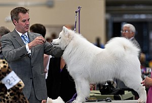 1AKC Samoyed Dog Show 2011.jpg