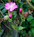 Silene dioica (dikasium)