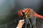 Sympetrum sanguineum