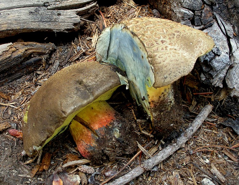 File:2011-09-16 Boletus calopus var. frustosus (Snell & Dick) Miller & Watling 169678.jpg