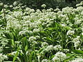 Allium ursinum (Bärlauch)