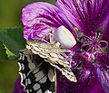 2016.06.24.-02-Viernheimer Heide-Viernheim--Krabbenspinne-Thomisus onustus-Weibchen mit Beute.jpg