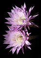 * Nomination Flowers of Echinopsis Oxygona, front lighted --PtrQs 00:14, 29 September 2020 (UTC) * Promotion  Support Good quality. --Frank Schulenburg 02:32, 29 September 2020 (UTC)