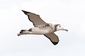 2021-03 Amsterdam Island - Amsterdam albatross 33.jpg