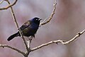 * Nomination Common Grackle, South Meadows Trail, East Hartford, CT USA --Pdanese 18:42, 08 April 2024 (UTC) * Promotion  Support Good quality. --Rjcastillo 00:11, 9 April 2024 (UTC)