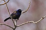 Thumbnail for File:20240407 common grackle south meadows PD207362.jpg