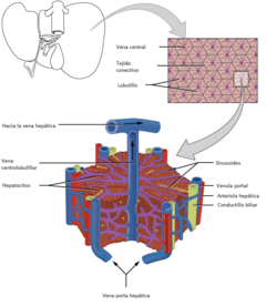 240px 2423 Microscopic Anatomy of Liver es