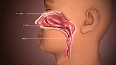 Animacja medyczna 3D wciąż nakręcona przedstawiająca ludzki nos