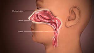 Olfaktorische Wahrnehmung: Eigenschaften bei den Säugetieren, Eigenschaften bei Menschen, Geschichte