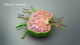 Une image fixe d'une animation médicale 3D montrant des vaisseaux afférents