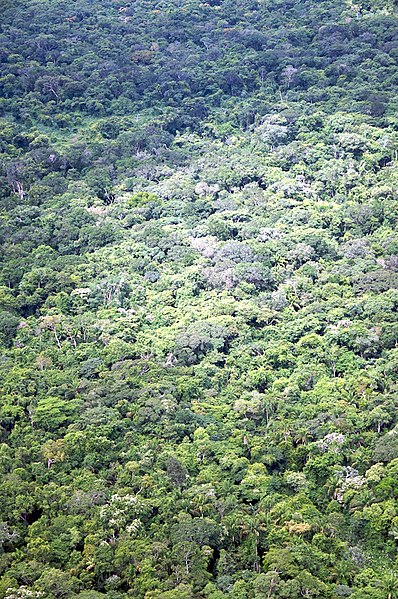 File:Aérea de bosque - panoramio.jpg