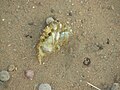 Fresh pellet of a tawny eagle which shows spines of a spiny-tailed which it had eaten. The eagle was filmed ejecting this pellet.