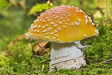 AD2009Eyl20 Amanita muscaria 02.jpg