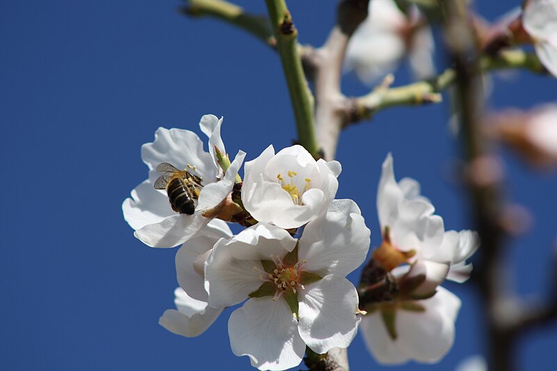 File:ALMENDROS EN FLOR.jpg