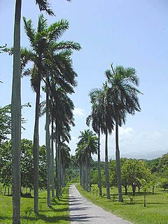 Jardín Botánico de Cienfuegos